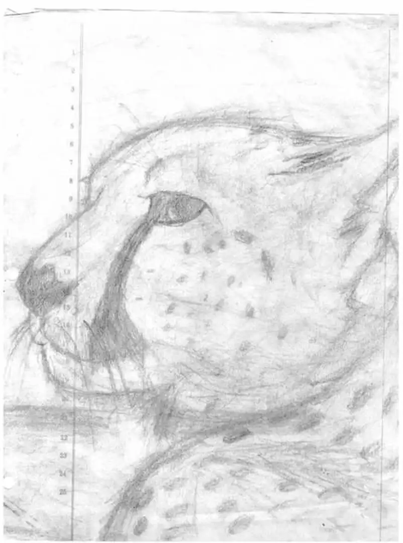 Cheetah Sketch